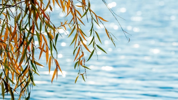 Willow branch with colorful autumn leaves by the river A willow branch hangs over the water