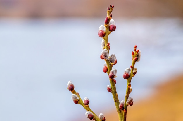 Willow branch with fluffy catkins near the river on a blurred