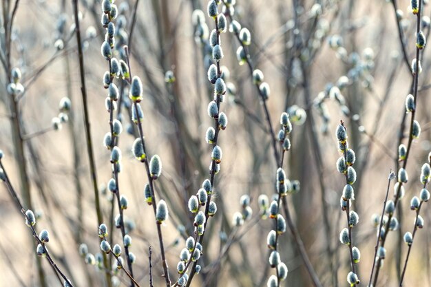 Willow branches with catkins in the forest on a blurred background, willow - Easter symbol