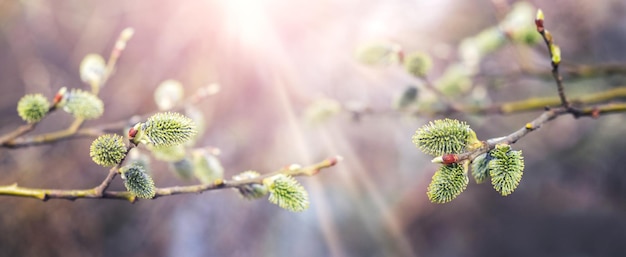 Willow branches with catkins in the sun