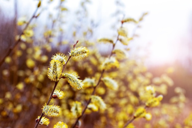 Willow branches with fluffy catkins in the forest in sunny weather