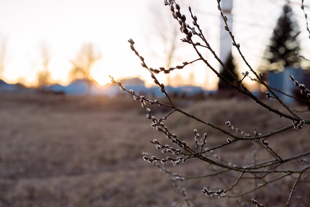 Willow branches with green catkins on a blurred background