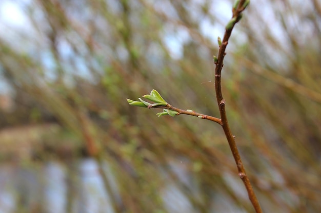 Willow buds on a blurred background