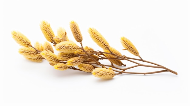 Willow catkins isolated on white background