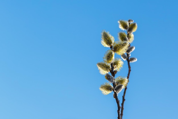 Willow flowers on a background of blue sky blooming willow twigs and furry willowcatkins