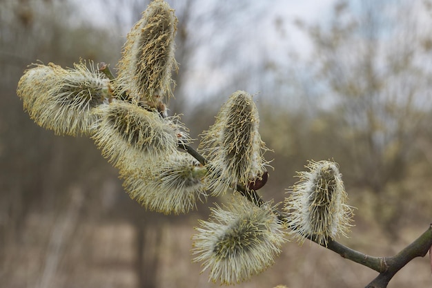 The willow lat Salix blossoms the earrings inflorescences have blossomed