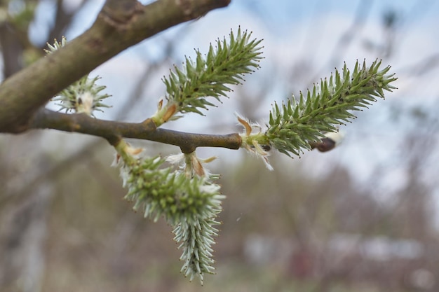 The willow lat Salix blossoms the earrings inflorescences have blossomed