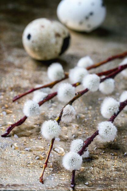 Photo willow and quail eggs