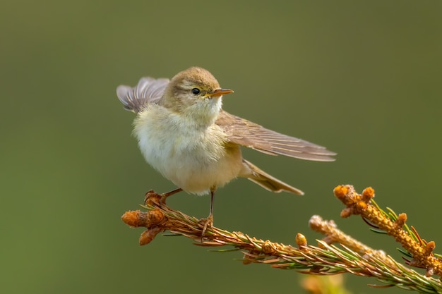 Willow warbler (Phylloscopus trochilus) sitting on a pine branch.