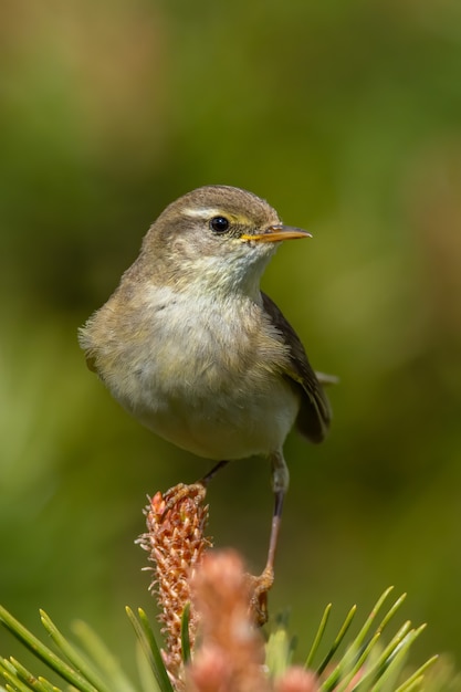 Willow warbler (Phylloscopus trochilus) sitting on a pine branch.