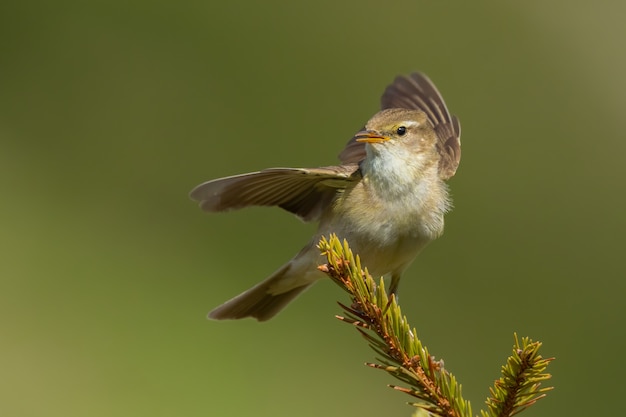 Willow warbler (Phylloscopus trochilus) sitting on a pine branch.