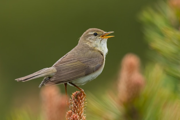 Willow warbler sitting on a pine branch