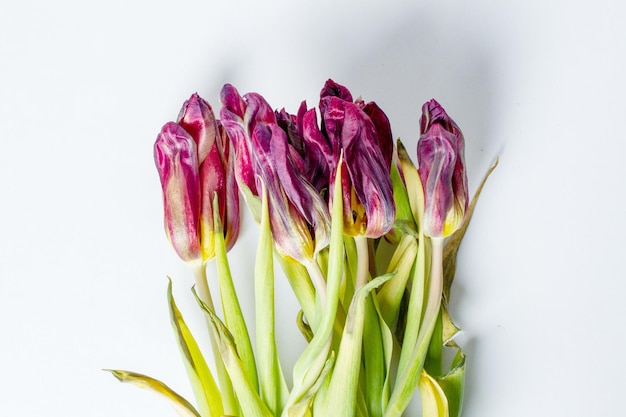 Wilted flower Wilted tulips on a light background