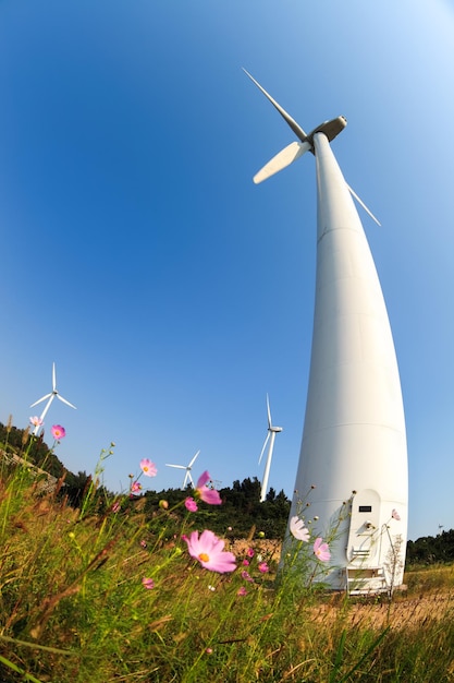 Wind power with beautiful coreopsis flower under the blue sky