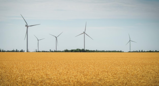 Wind turbines and agricultural field on a summer day Energy production clean and renewable energy