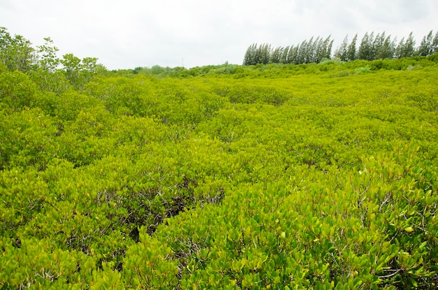 Wind with movement of foliage of Golden Mangrove Field thai name Tung Prong Thong Forest local Pak Nam Prasae town in Rayong Thailand