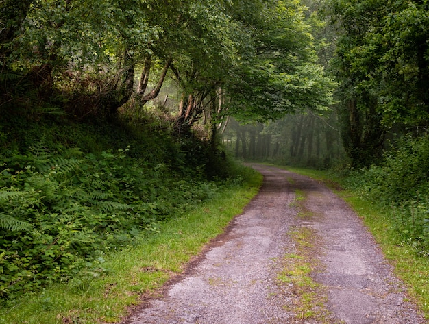 Winding dirt gravel road through sunny green forest illuminated by sunbeams through mist