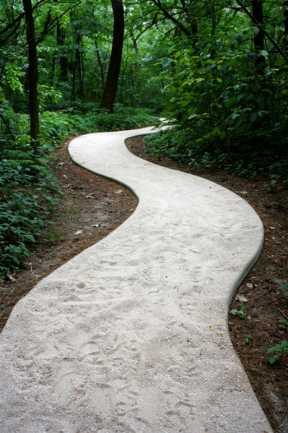 Photo winding forest pathway in lush green woodland book cover design