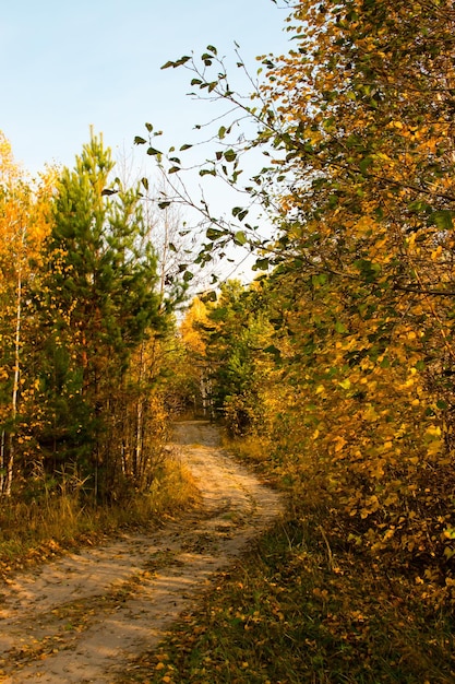 Winding path in the autumn forest