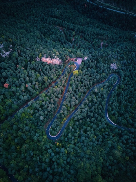 A winding road in the forest with a forest in the background