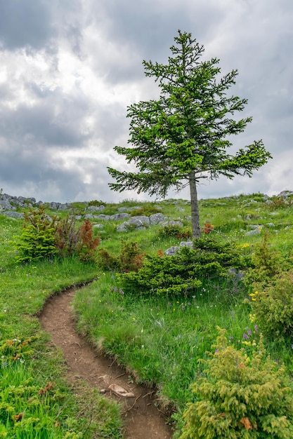 A winding trail passes through the forest among the high mountains.