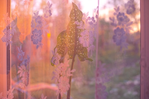 A window in a room with a flower illuminated by sunlight at sunset