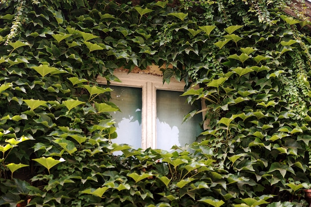 window in rural house