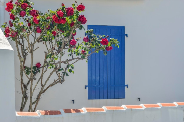 Window with blue shutters roses flowers