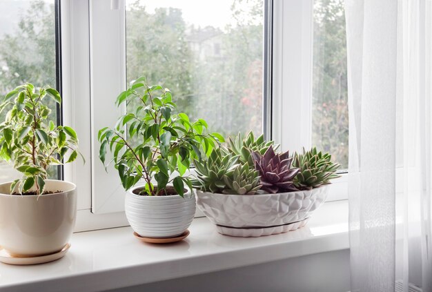 Window with white tulle and potted plants on windowsill. View of nature from the window