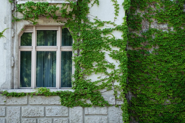 Windows of a building covered with green ivy leaves natural contrast