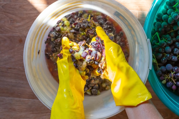 Wine preparation A woman crushes Isabella black grapes with her hands squeezing out the juice