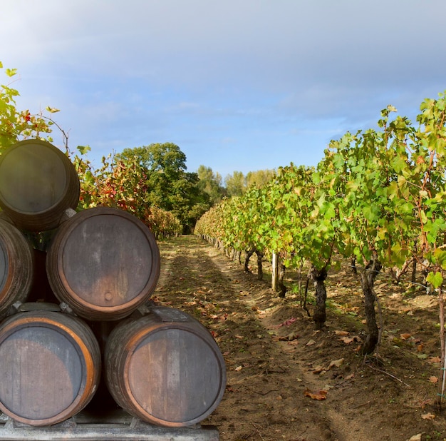 Wine yard with grape