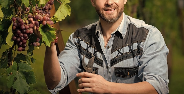 Winegrower cut grapes with gardening scissors fruit