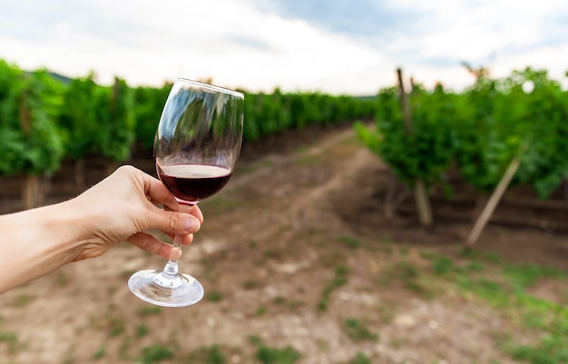 Winegrower in his vineyard smells and tastes a glass of high quality Italian or French wine