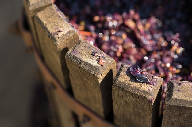 Winepress with red must and helical screw Production of traditional Italian wines crushing of grapes