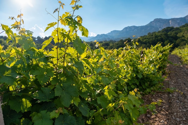 Winery plantations in long rows on the mountains and hills