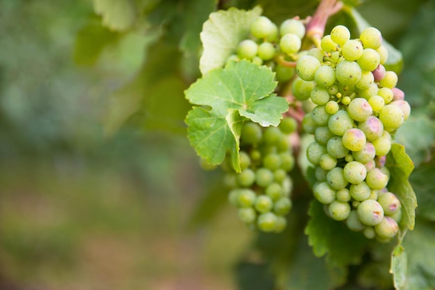 Wineyard with fresh grapes in Trier, Moselle Valley