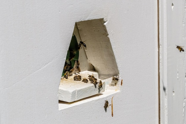 Winged bee slowly flies to beehive collect nectar on private apiary