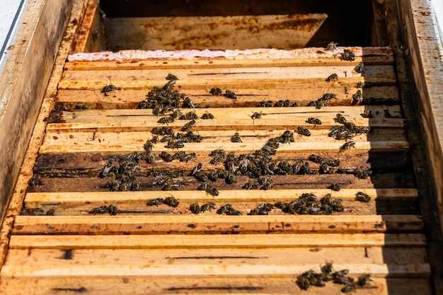 Winged bee slowly flies to beehive collect nectar on private apiary