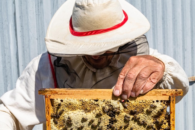 Winged bee slowly flies to beekeeper collect nectar on private apiary from live flowers apiary consisting of village beekeeper floret dust on bee legs beekeeper for bees on background large apiary