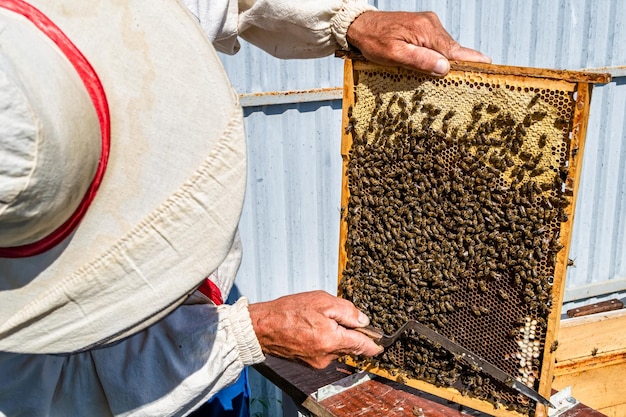 Winged bee slowly flies to beekeeper collect nectar on private apiary