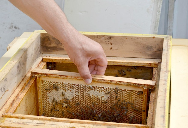 Winged bee slowly flies to beekeeper collect nectar on private apiary