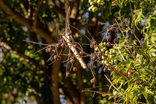 Wingleaf Soapberry Fruits