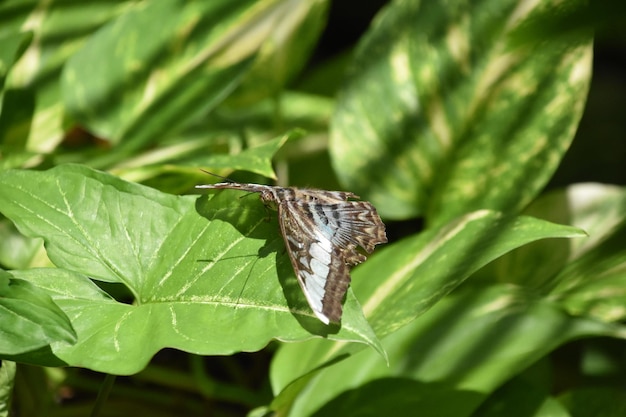 Wings Spread on a Brown Butterfly in a Garden