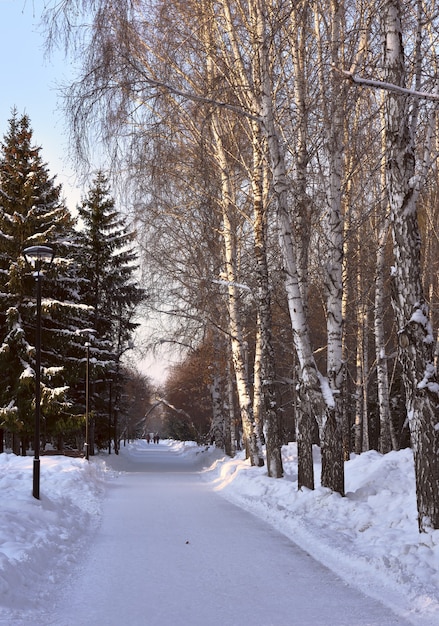 winter alley in the park bare birches and tall spruce trees along the snowcovered path