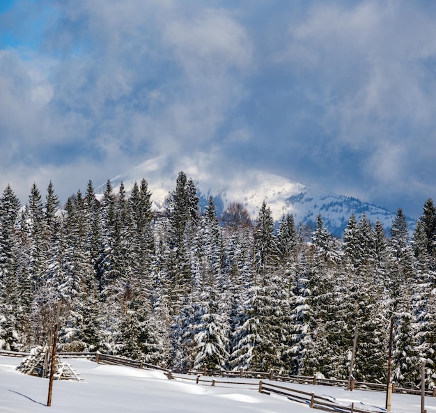 Winter alpine hills with fir and pine forest view from mountain village Picturesque traveling hiking seasonal nature and countryside beauty concept background scene