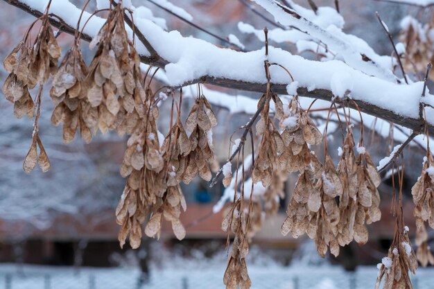 Winter artistic background