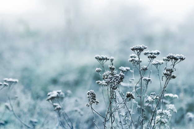 Photo winter atmospheric background. snow-covered dry stems of plants on a blurred background in winter