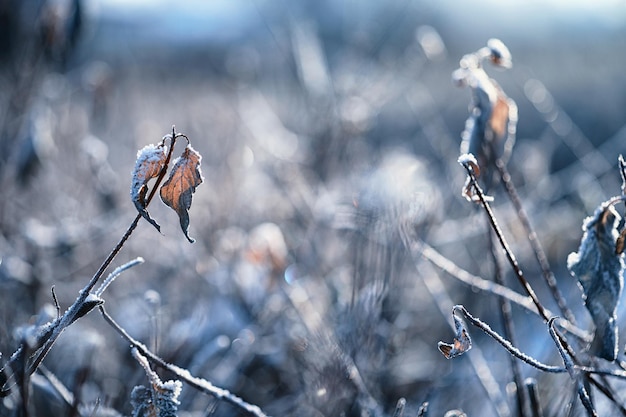 Photo winter atmospheric landscape with frostcovered dry plants during snowfall winter christmas background