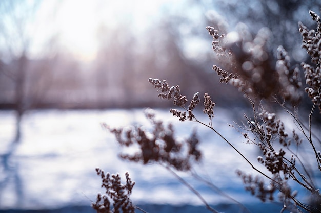 Photo winter atmospheric landscape with frostcovered dry plants during snowfall winter christmas background